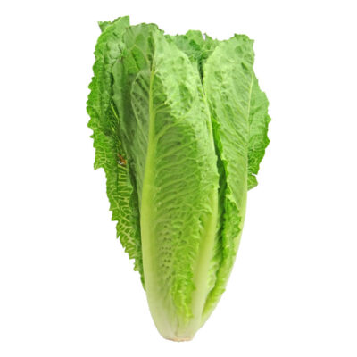 Romain lettuce 24's